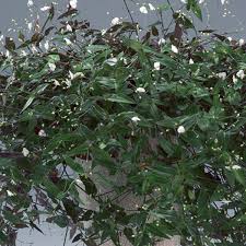 Tahitian Bridal Veil (Gibasis) | Pratt Family Greenhouse