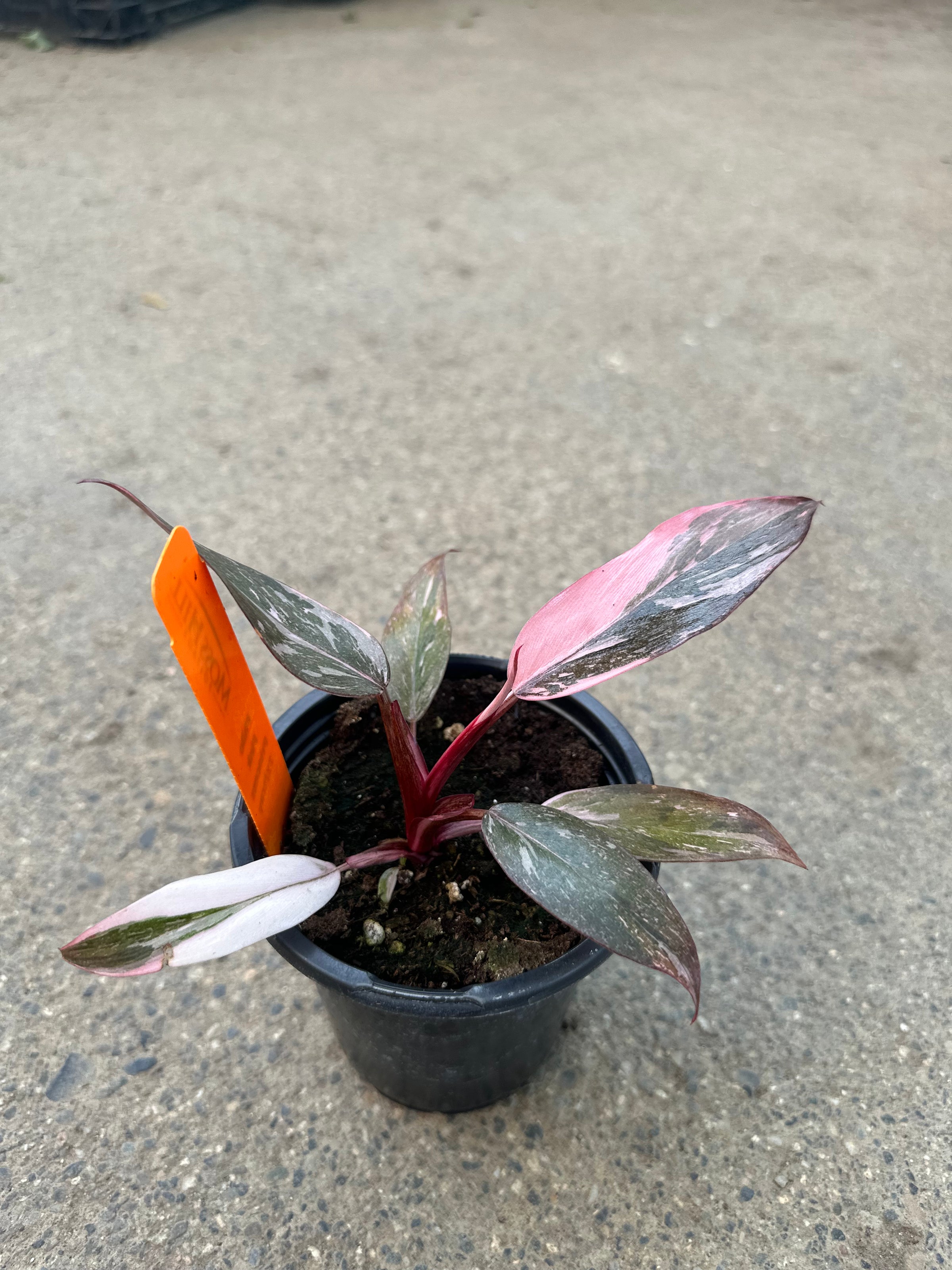 ビカクシダ P.Pink Princess Spore 7204 Amazon.com : Philodendron