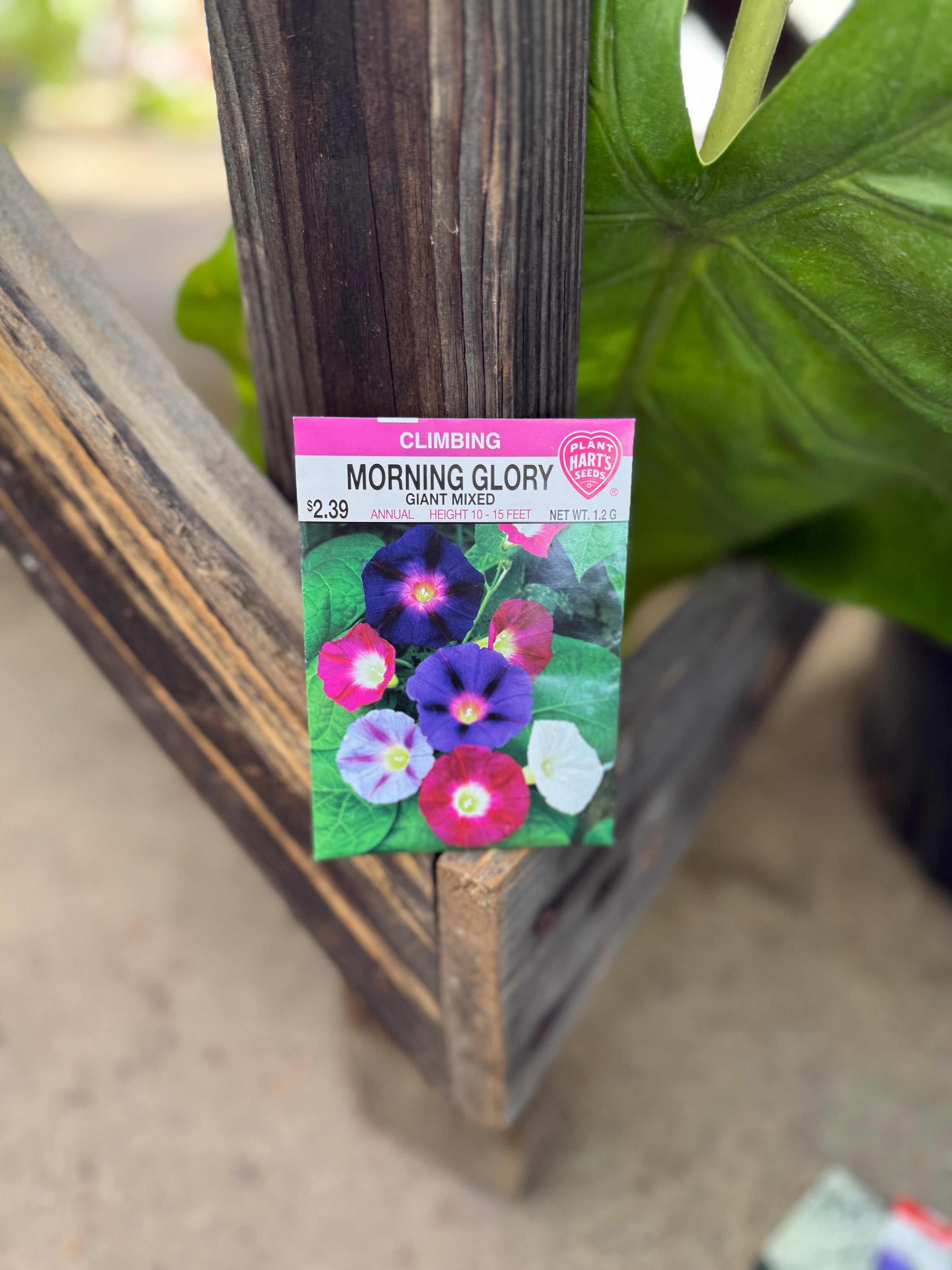 Morning Glory Giant Mixed | Pratt Family Greenhouse