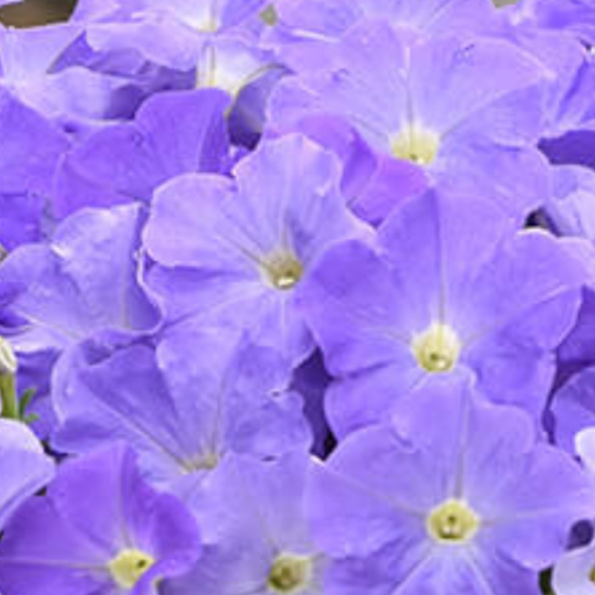 Petunia Blue Sky Wave Pratt Family Greenhouse Petunia blue sky wave pratt family greenhouse